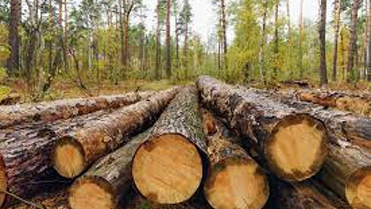 log harvest