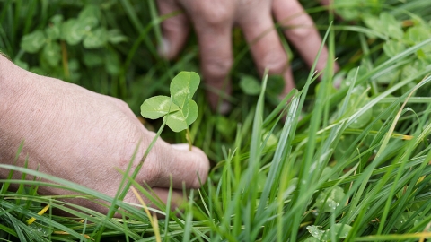 grass and clover